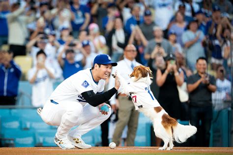 yahoo c9m|Shohei Ohtani bobblehead night: Dodgers star makes MLB.